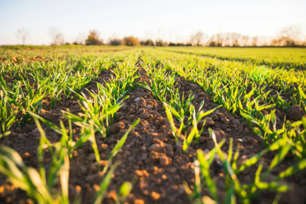 sector agricola - AERORENTAL